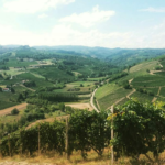 barbaresco